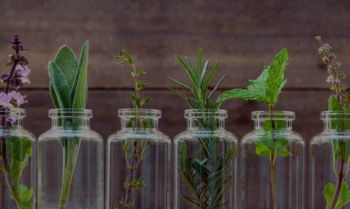 Plantes aromatiques dans des pots en verre